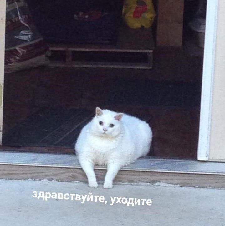 ٩(๑･ิᴗ･ิ)۶