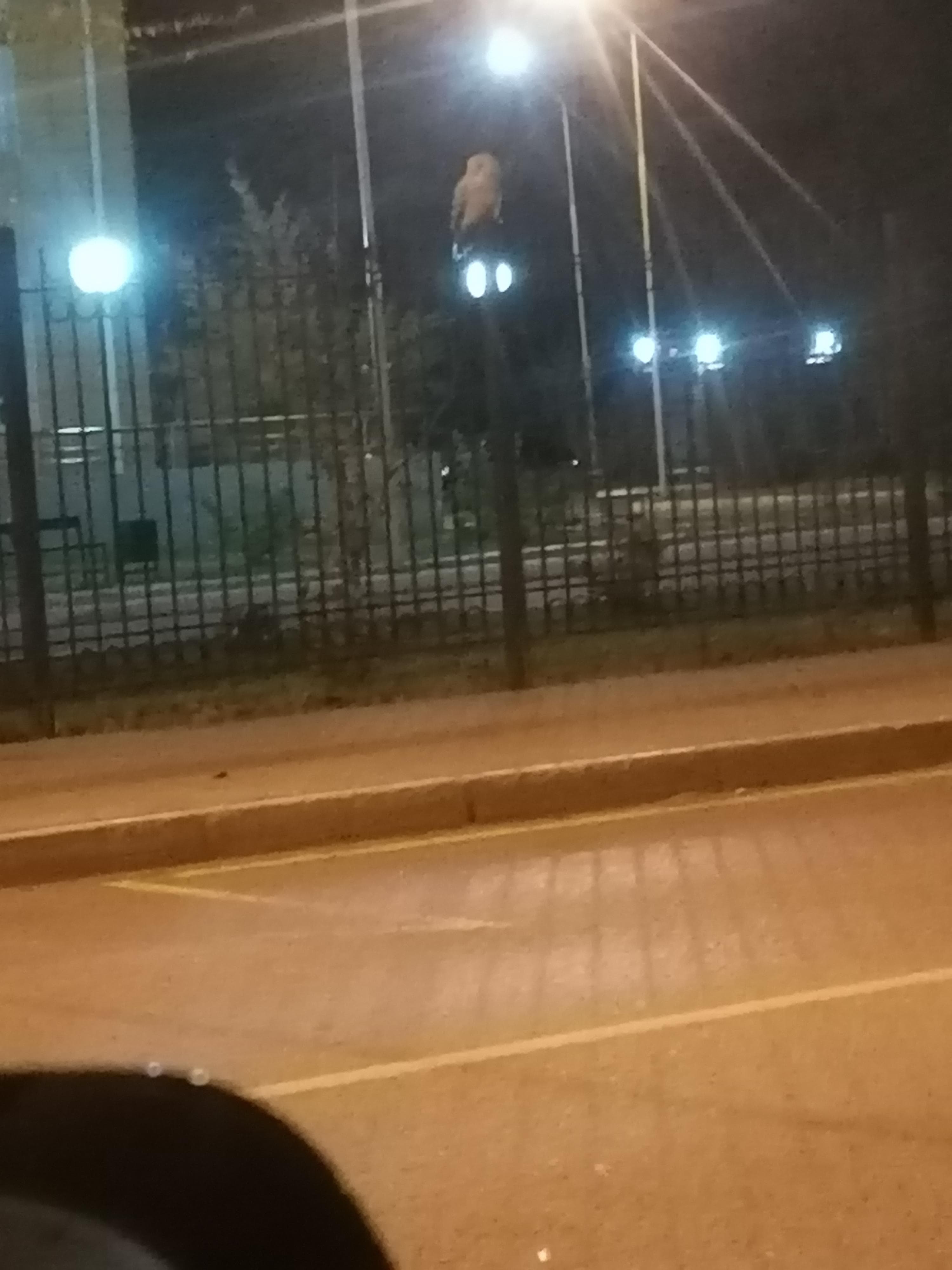 Дима