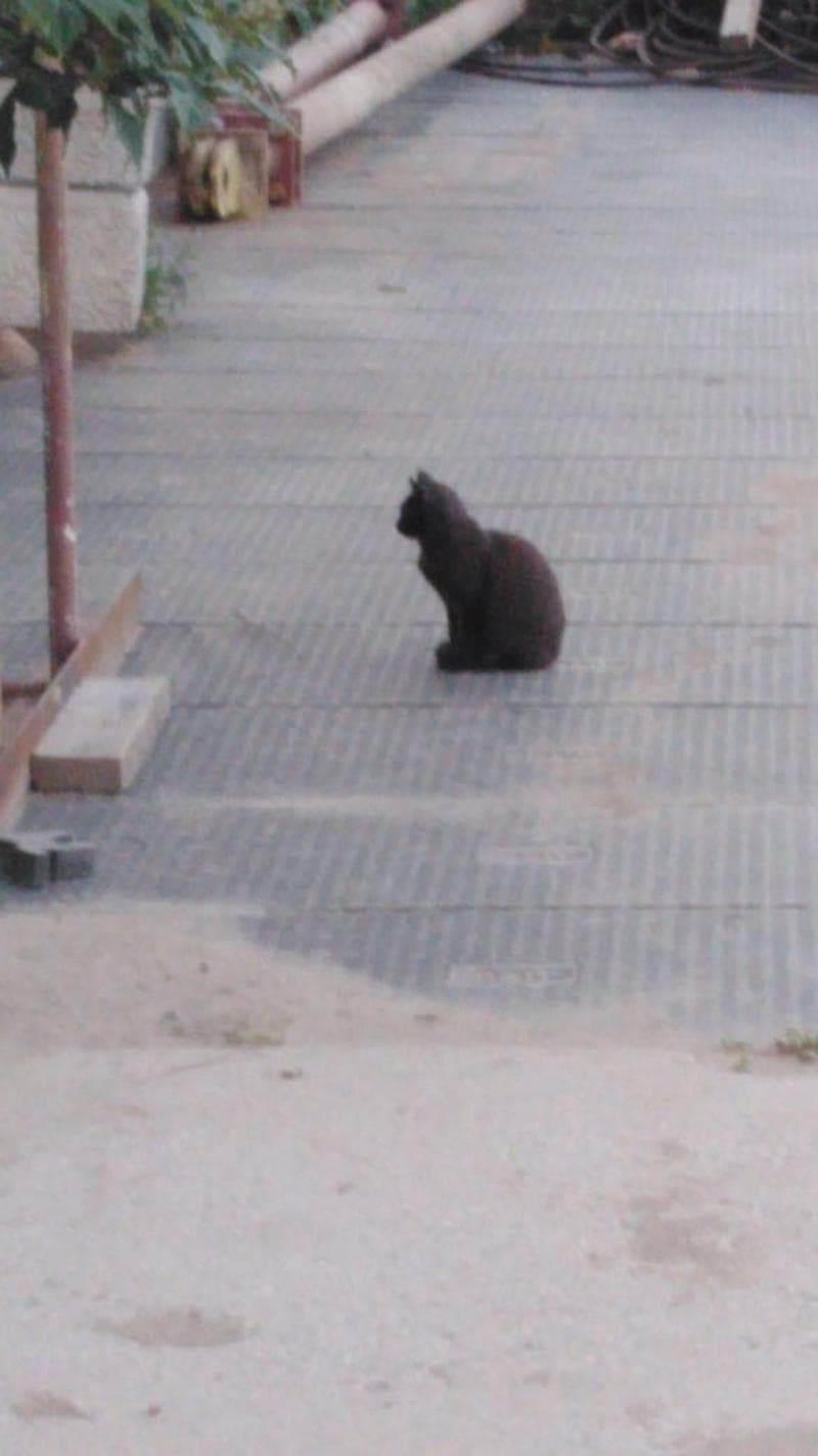 доcтон