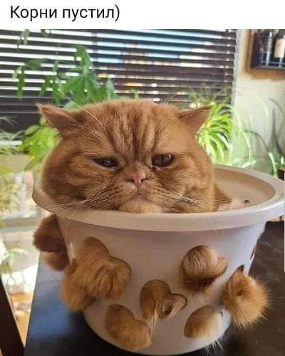 Ольга