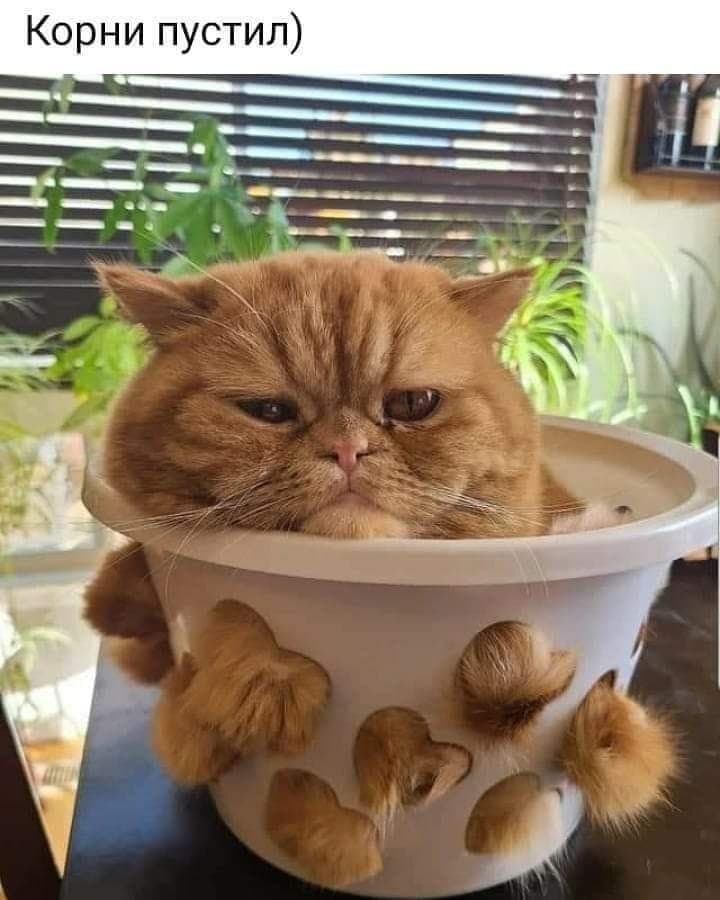 Ольга