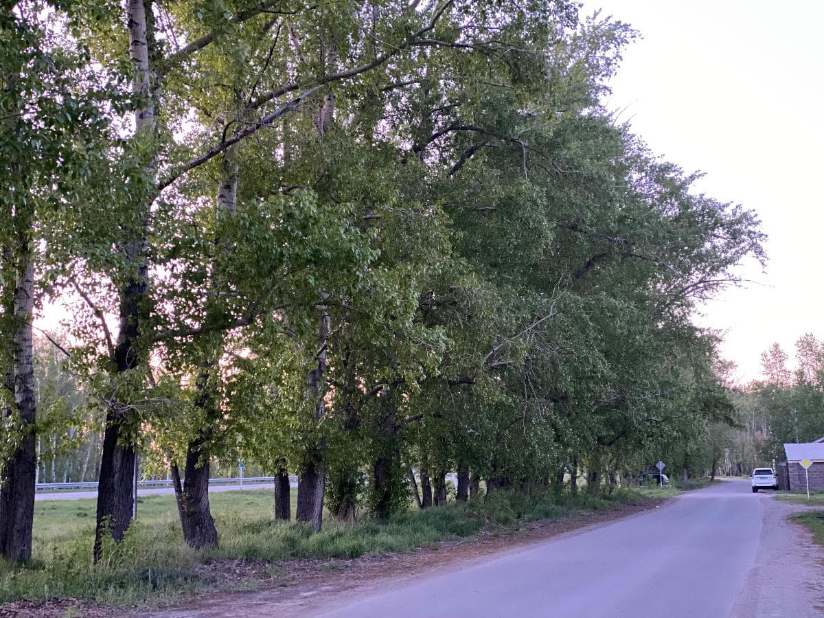 Алик