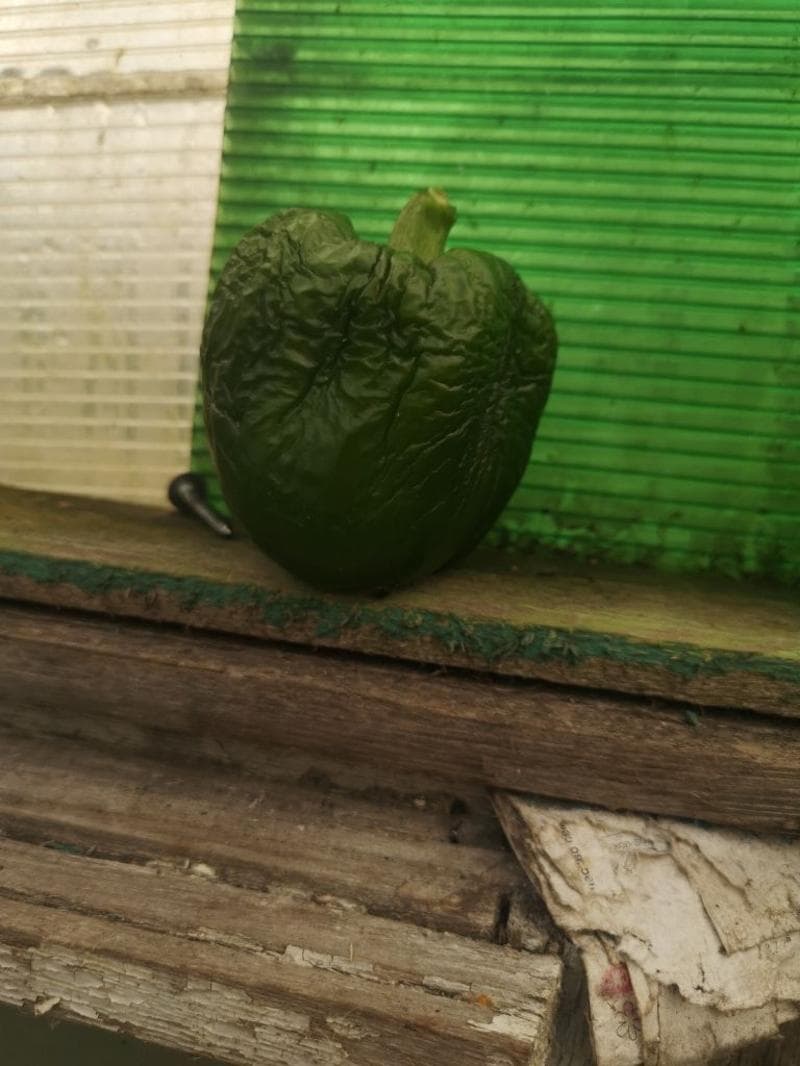 Дима